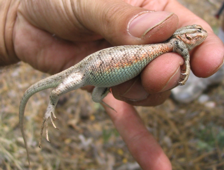 Sagebrush Lizard